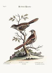 De kleinste Slagersvogel, 1749-73